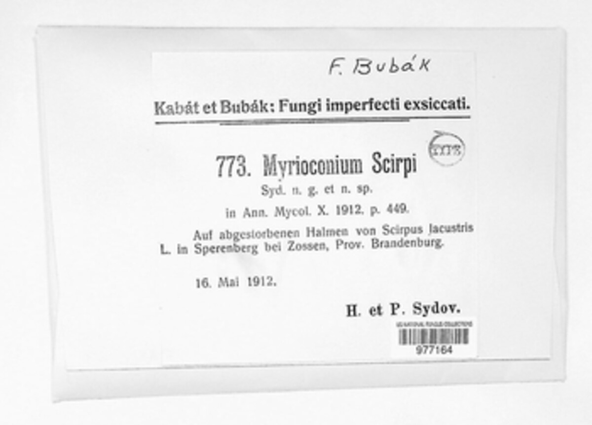 Myrioconium scirpi image